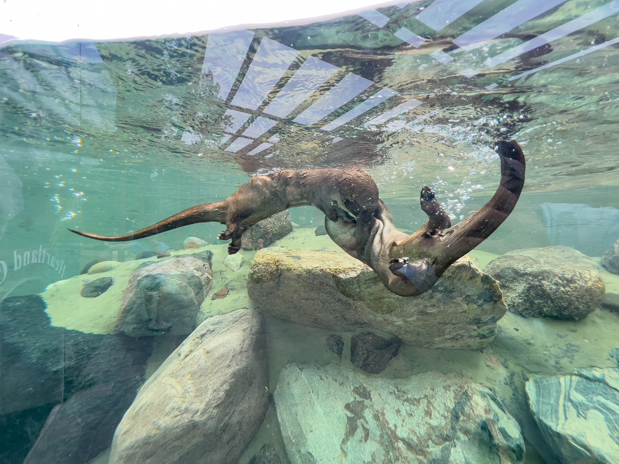 Otters Playing