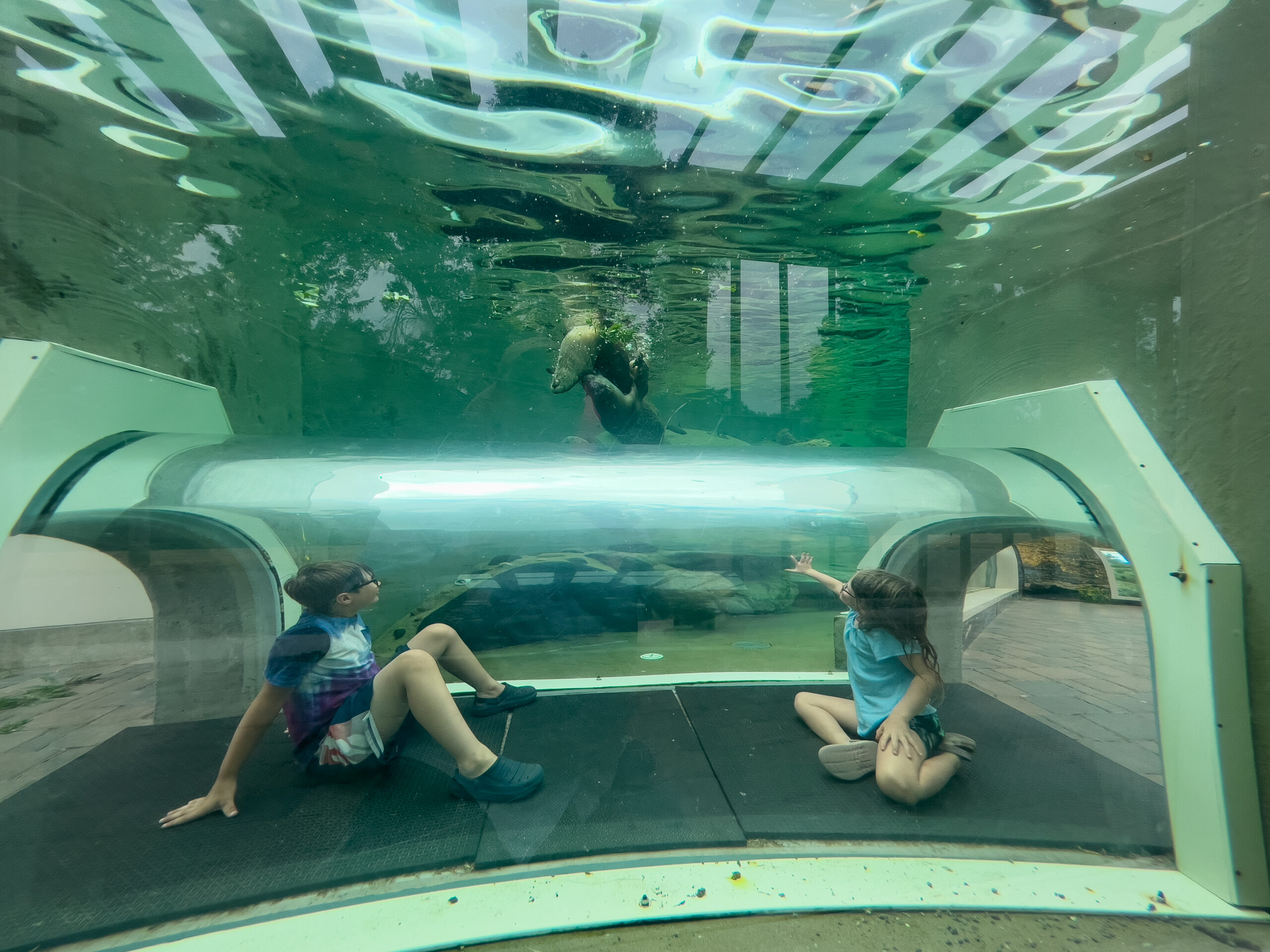 Kids in otter exhibit tunnel